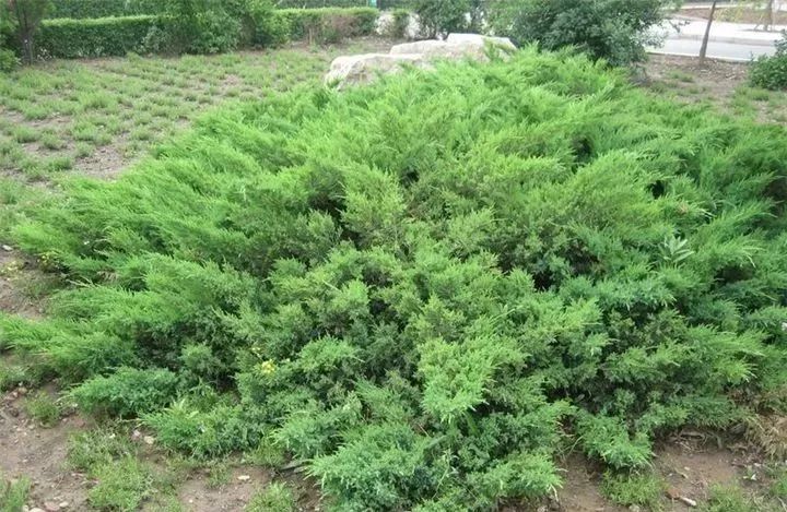 北方大树下常用地被植物·21例