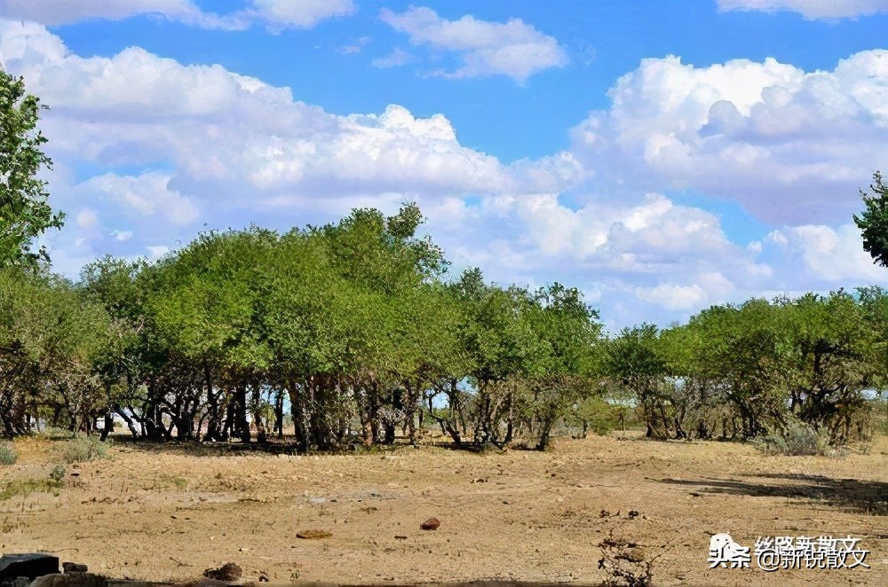 戈壁沙漠，一棵棵高高低低、大大小小葱绿的榆树，展显出生命之美