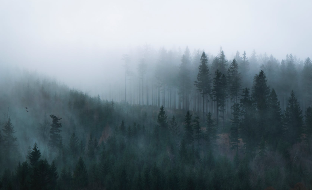 散文 | 鲍尔吉·原野：夜与雾，月与河