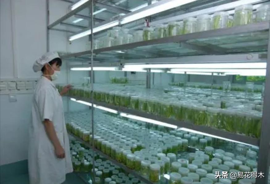 植物花卉的繁殖有几种方式?家庭养花该如何选择?