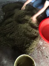 加州鲈养殖常见溃疡病,正确处理方法你知道吗?这则案例值得一看