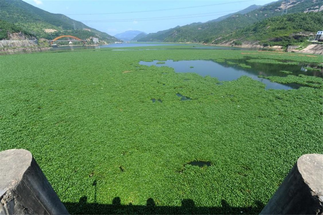 水葫芦入侵泛滥危害有多大？找准其弱点，一招就能高效治理水葫芦