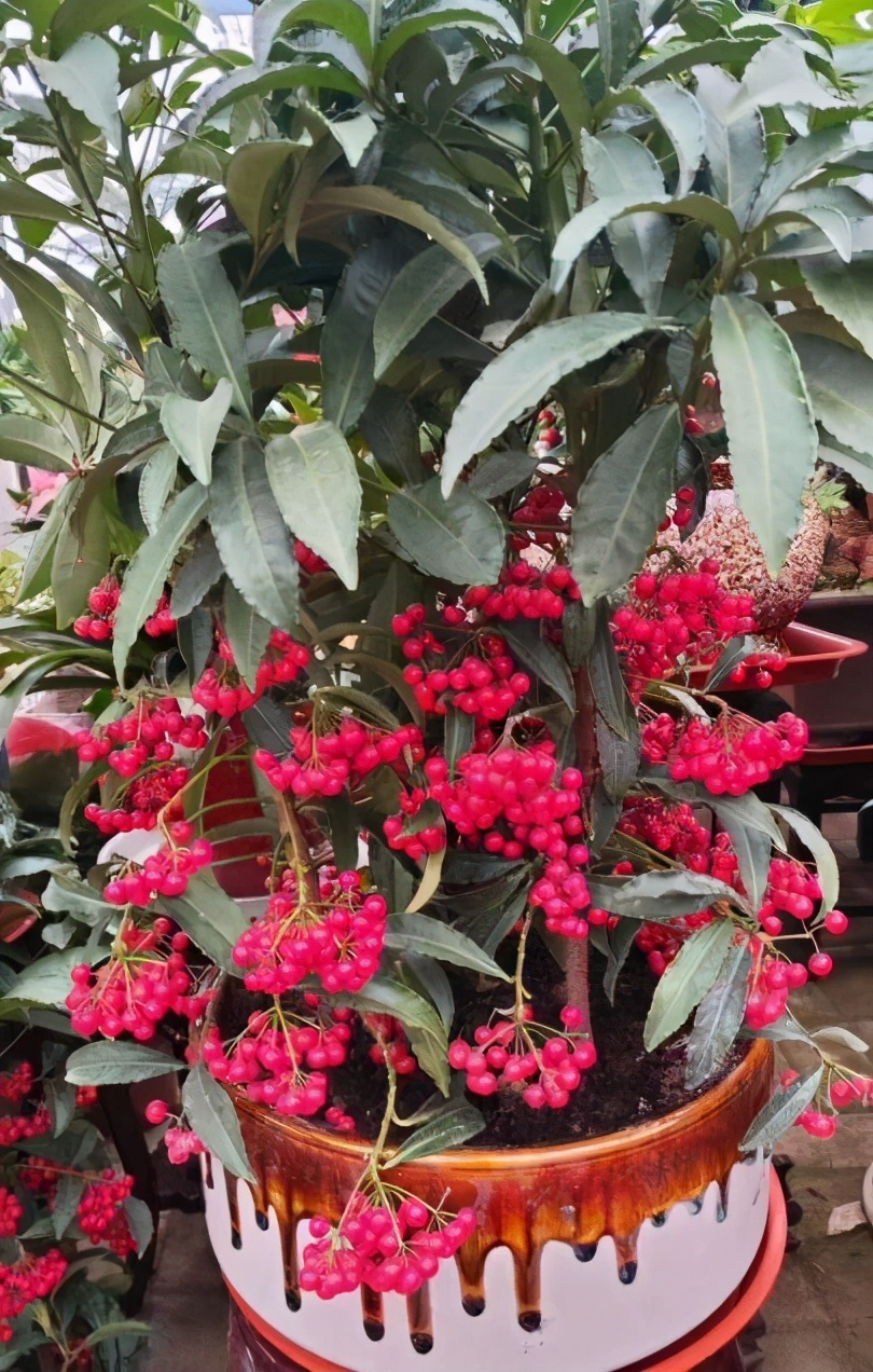 春节期间养富贵籽,做好这5点,富贵又吉祥