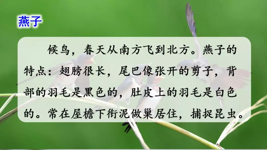部编版三年级语文下册第二课《燕子》知识点及课堂测试题