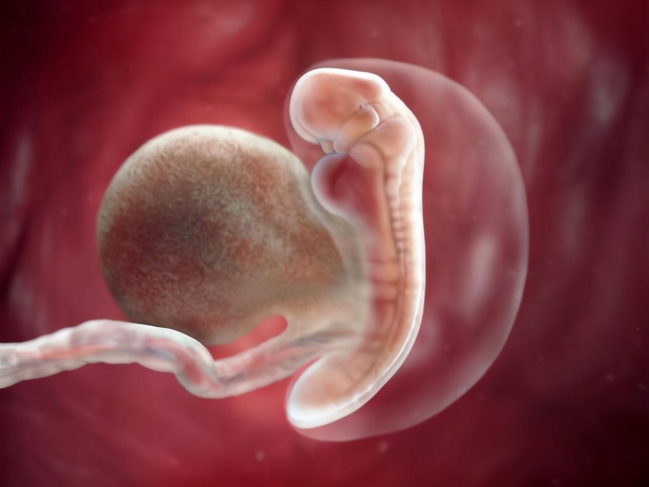 40天，看不到孕囊怎么回事？孕早期孕囊大小与怀孕时间对照表_胎儿