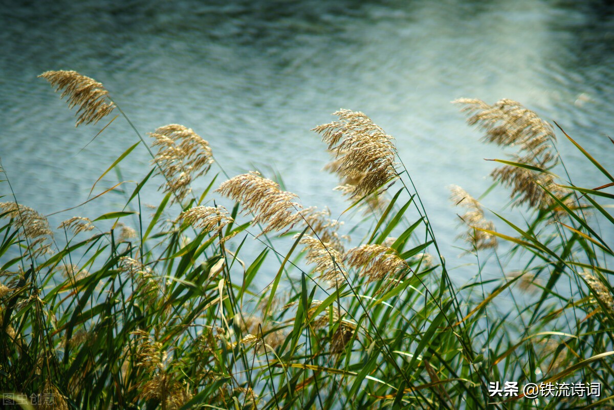 马庆武｜七律三首：芦花、爬山虎、手机