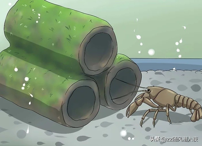 如何饲养小龙虾