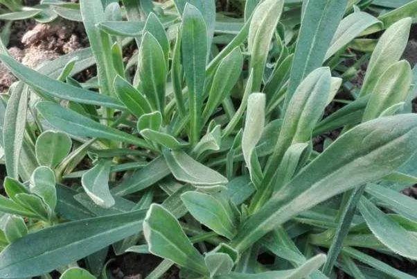 老中医告诉你:这6种植物是天然的消炎药;应季可以适当吃