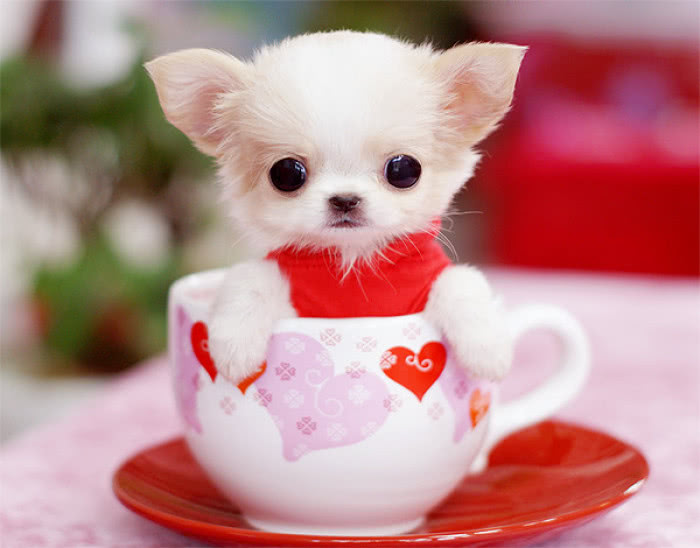 世界上体型最小的5种狗狗，博美上榜，第一名能装进茶杯里！