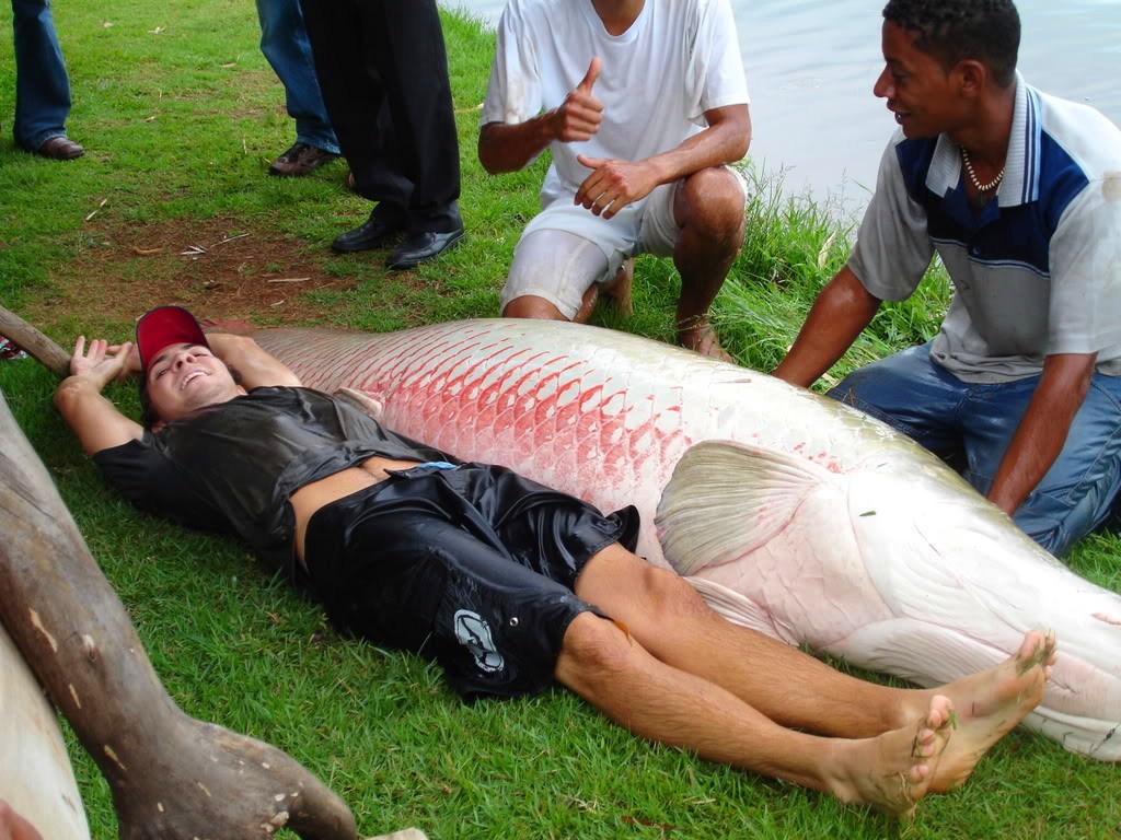亚马逊河中霸主,以鳄鱼,食人鱼为食,巨骨舌鱼有多强?