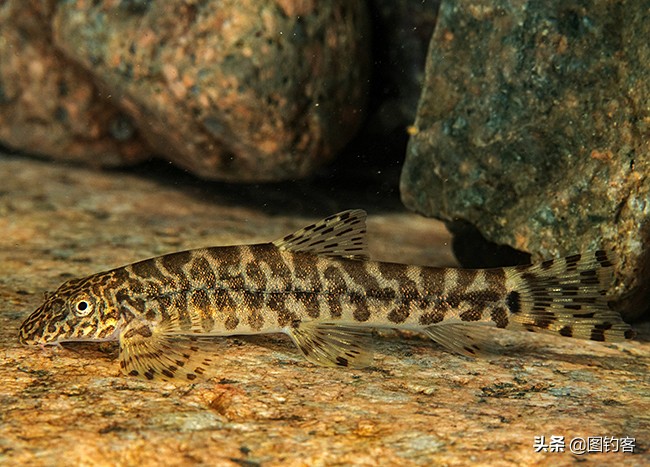 热带四文鱼怎么养长得好「专业回答」 -骁龙网