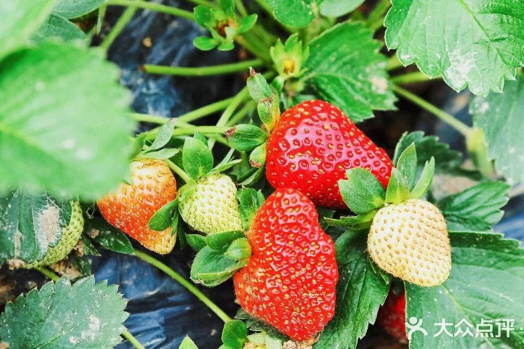 草莓季來了！廣州摘草莓指南出爐！快帶孩子走起