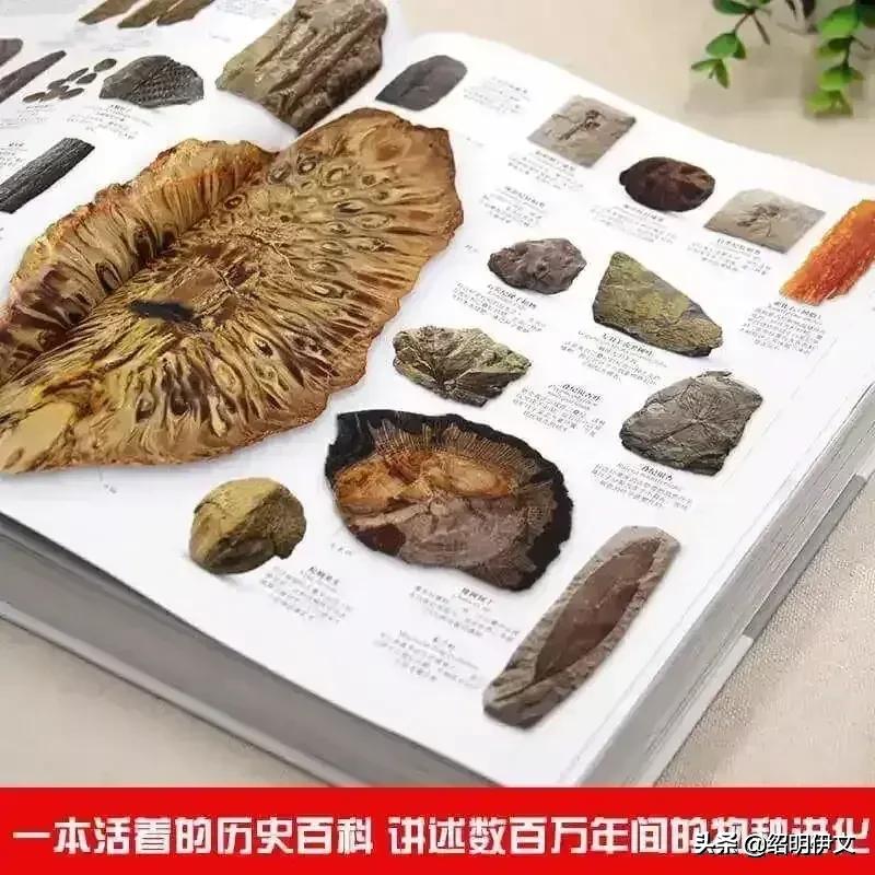 小学生家长问六一儿童节送什么礼物给孩子好，资深老师来告诉你