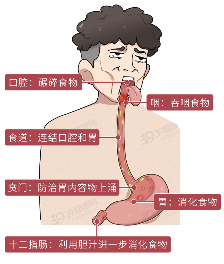 酒后胃部不适与反酸的原因及应对方法