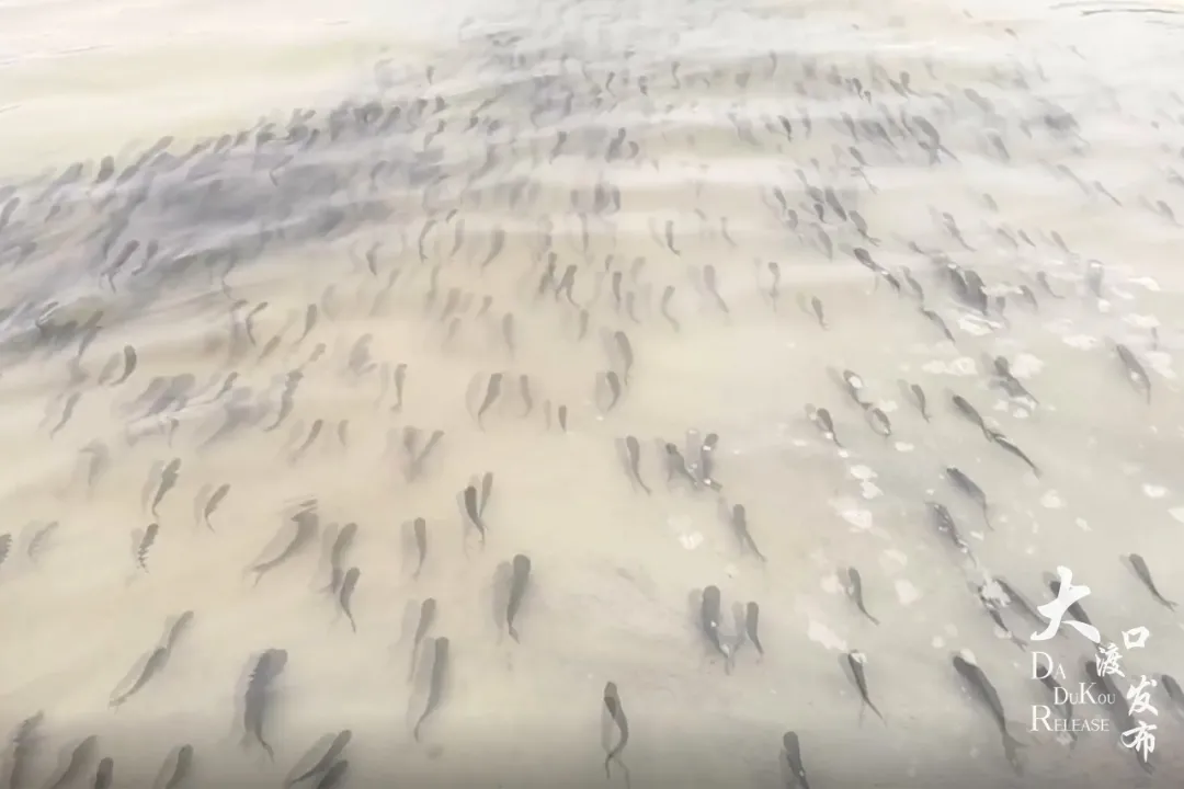他们在大渡口钓鱼嘴长江边放生了8万多尾鱼苗！鱼类人工增殖放流有这些讲究