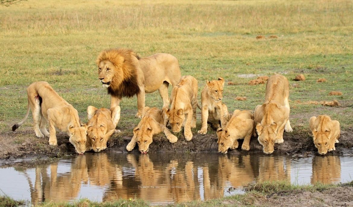 雄狮长大后能不能认出生母？如果不能，如何避免近亲繁殖？