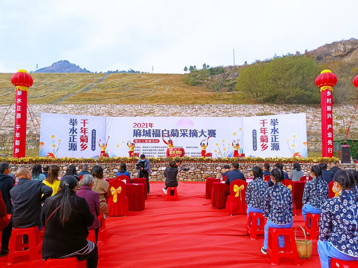 湖北麻城：福白菊采摘大赛在福田河纯阳山菊花基地隆重举行