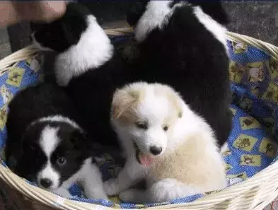这是公认的最聪明犬种!三分钟看完牧羊犬喂养指南