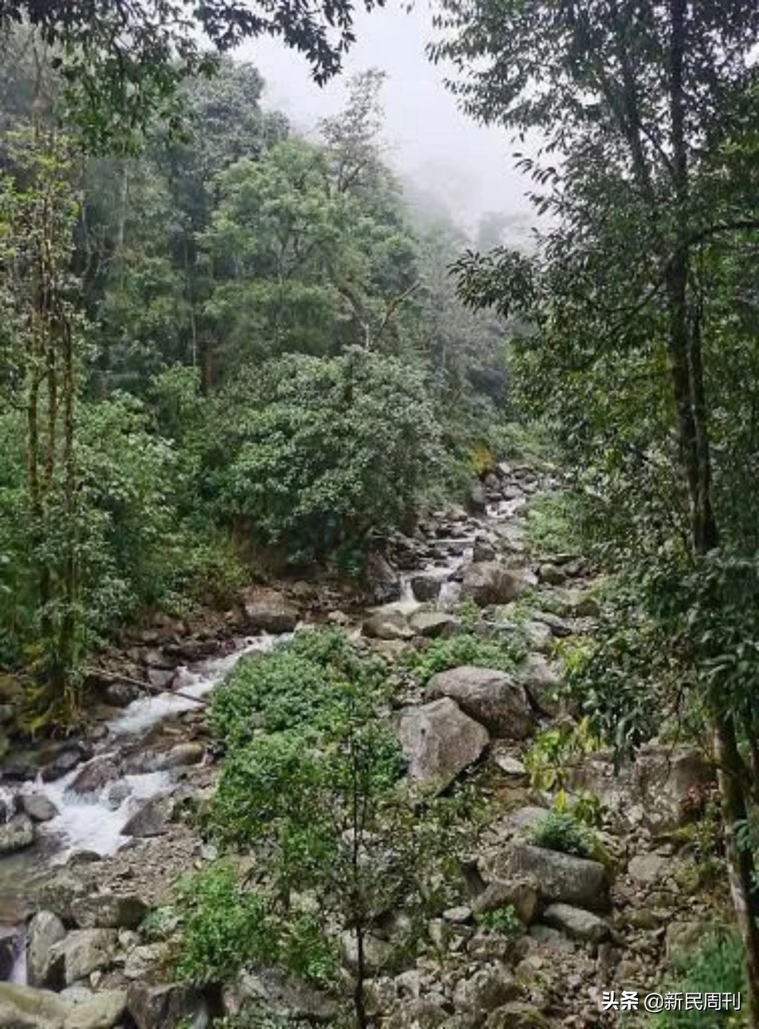 四人殒命哀牢山，为何进山时穿着“一次性雨衣”？