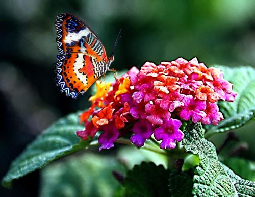 【原创散文诗】一只蝴蝶的爱情