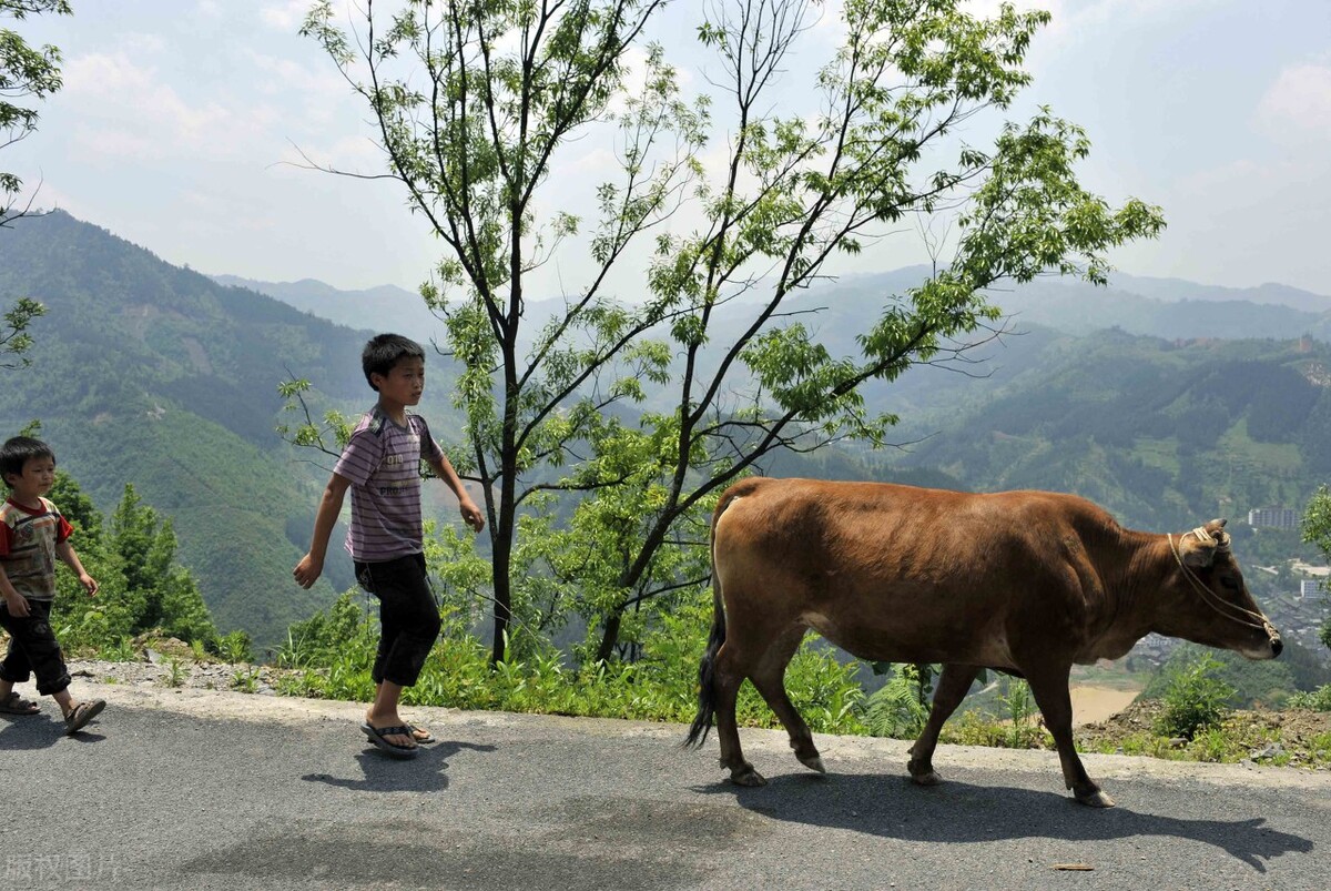 典故诗话430 苏仙橘井 代指医药