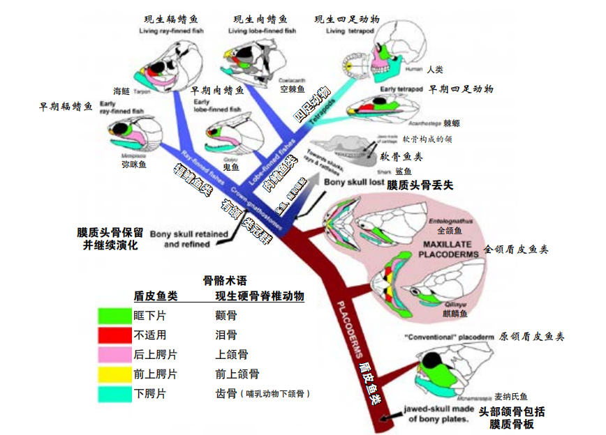 从海洋到陆地，生物演化简史