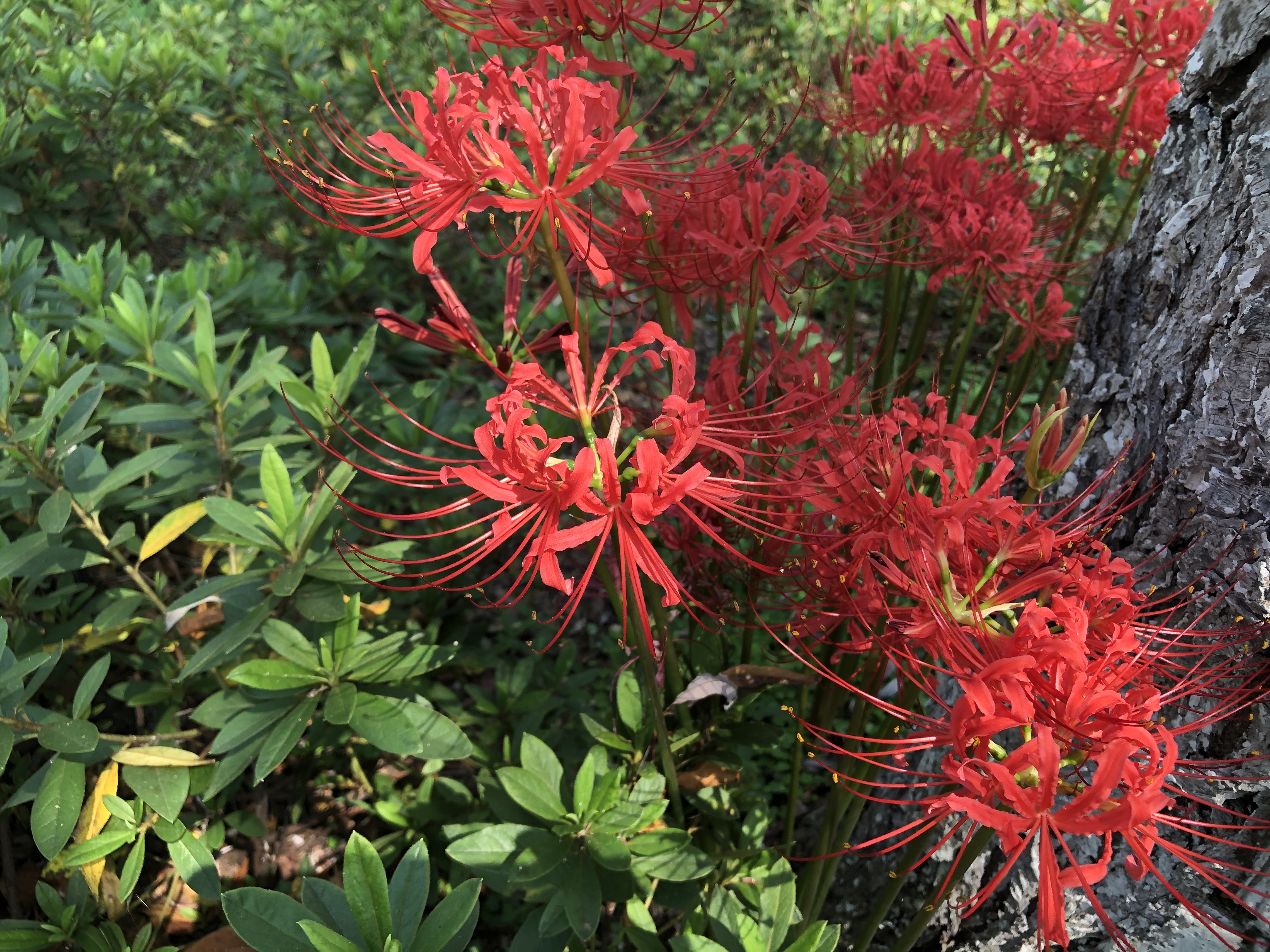 曼珠沙华的花语和传说(曼陀罗华和曼珠沙华的花语) - 上海苗木信息网