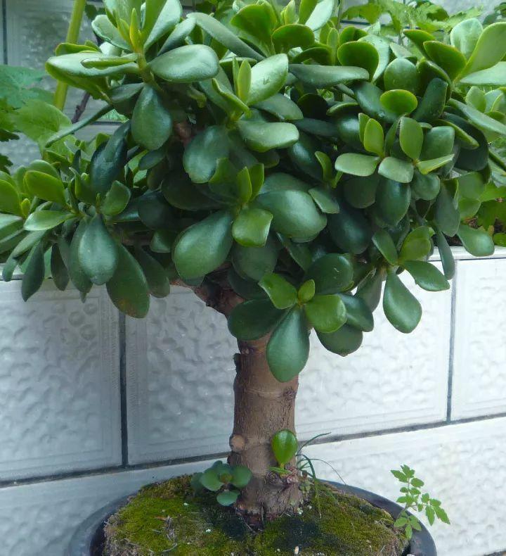 不过当玉树的冠幅达到一米左右的时候,也是能开花的,花朵有白色的