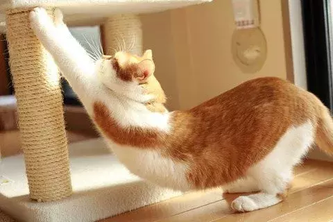 网友哭了:抓破沙发、抓坏窗帘,猫咪为什么那么喜欢到处磨爪子?