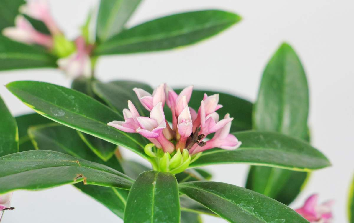 金边瑞香图片(金边瑞香图片大全)