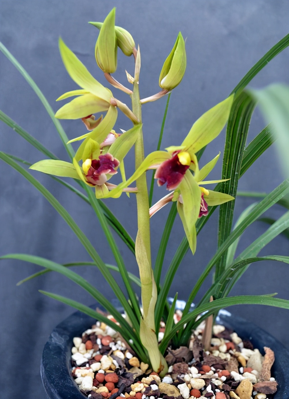 夏养兰花的要点,你一定要知道