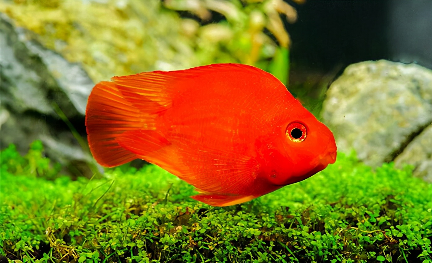 元宝鱼和鹦鹉鱼的区别_观赏鱼类_西南渔业网 水花鱼 水产养殖专业网 