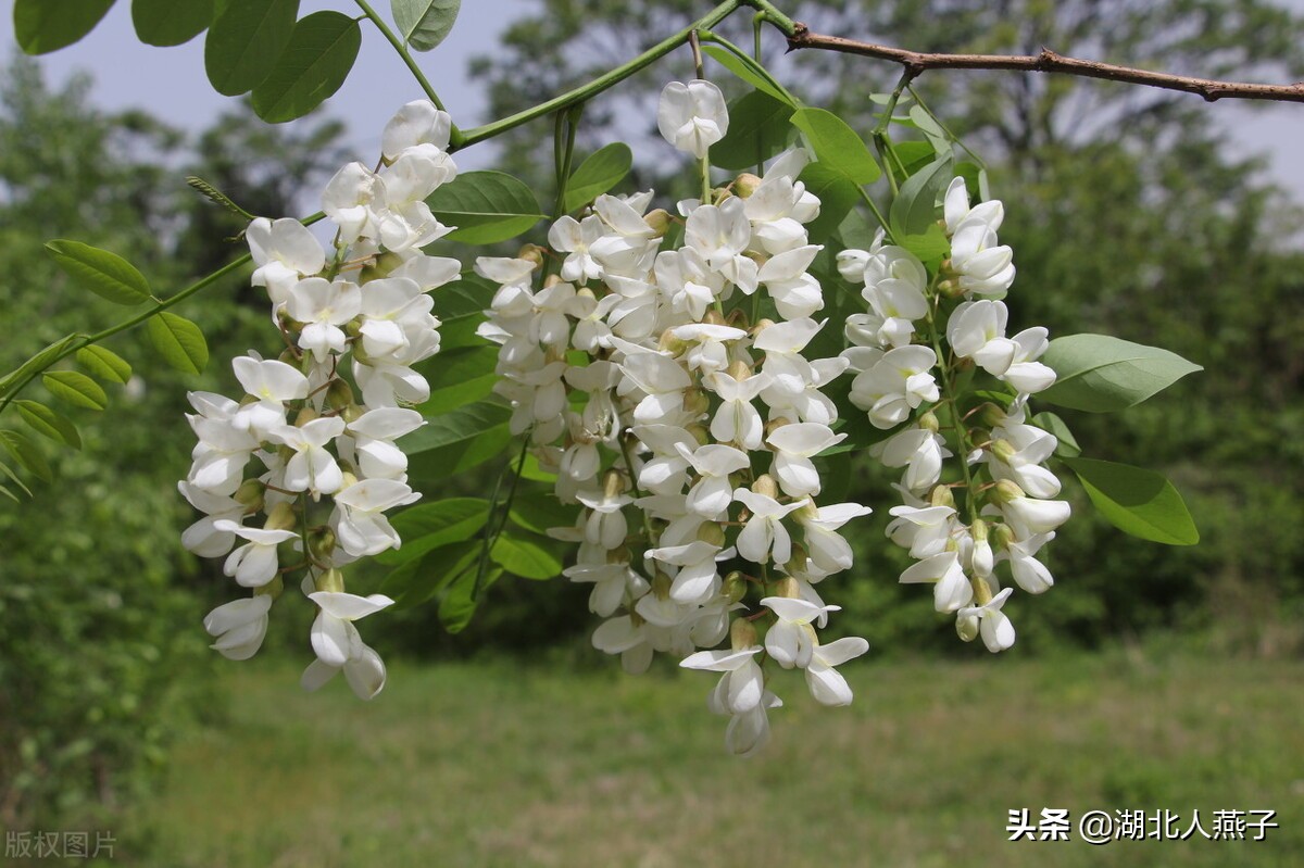 65种野菜图片大全，教你认识不同的野菜和吃法，你想要的野菜都有