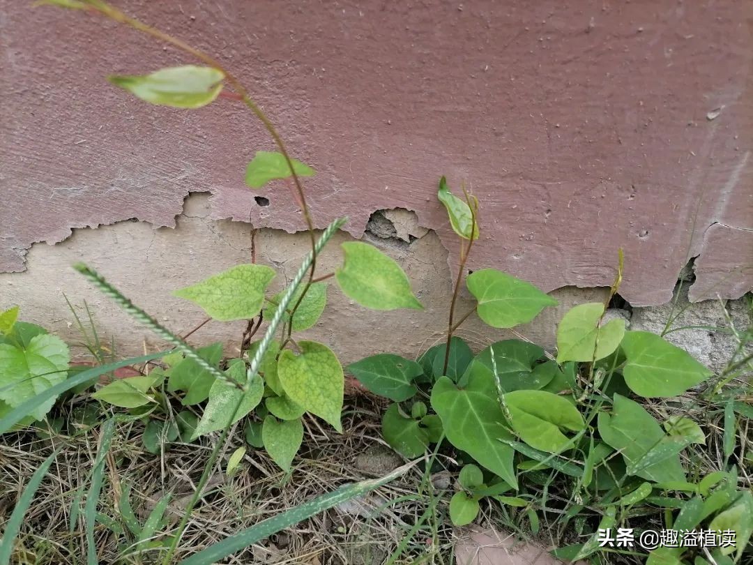 认识何首乌