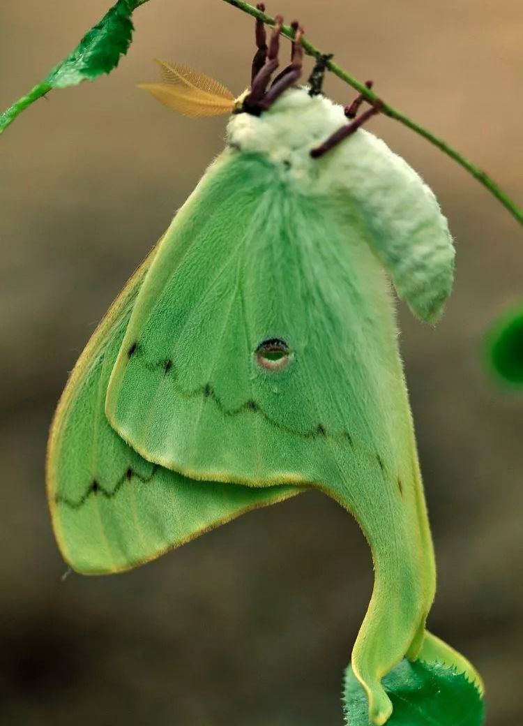 绿色飞蛾有毒吗图片