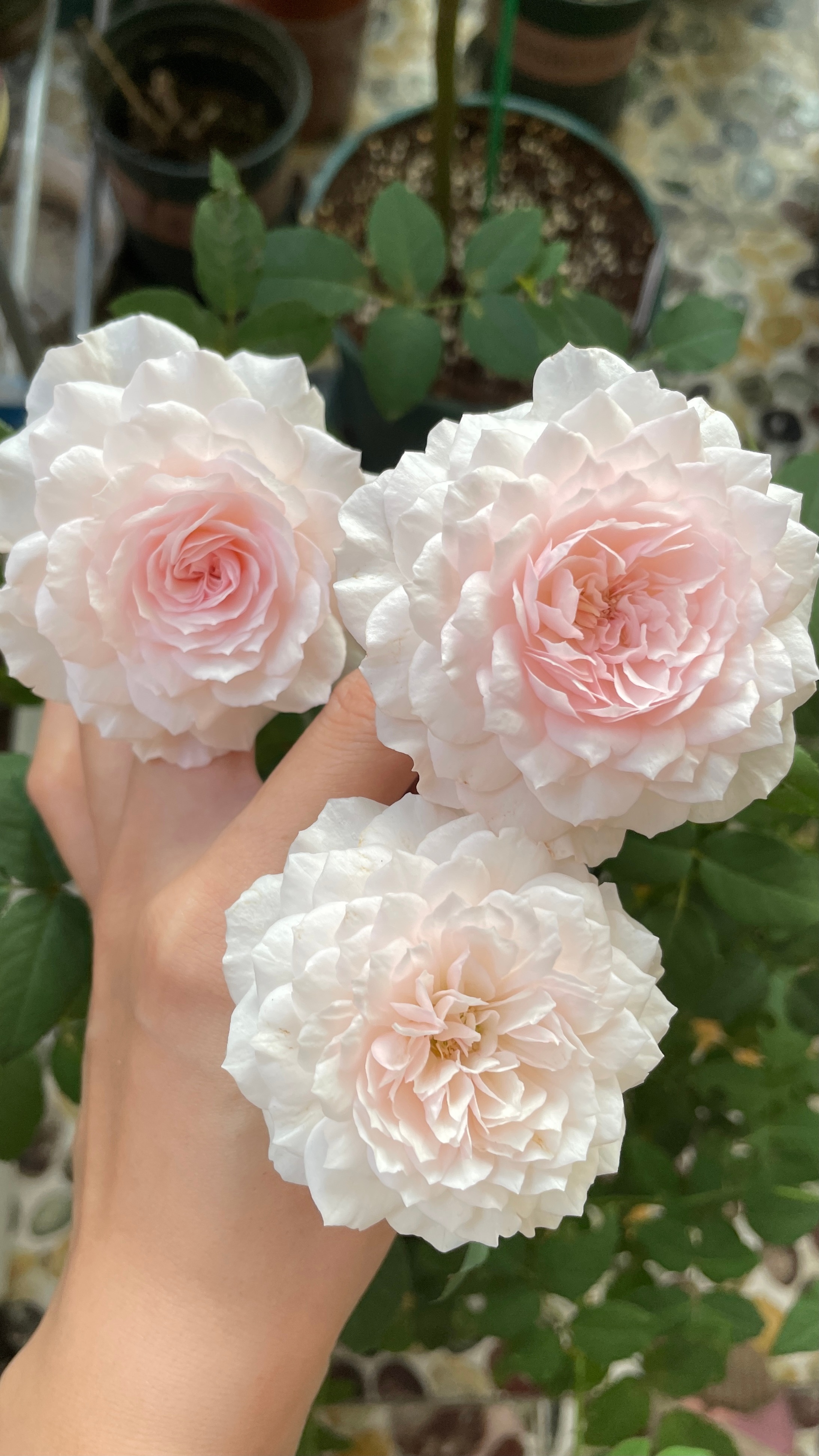 月季花美咲怎么养不容易死「干货」 -骁龙网