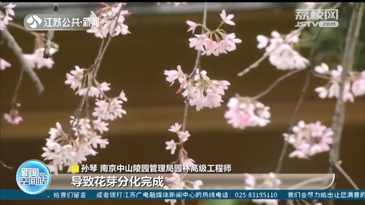 春花“穿越”！樱花、海棠在10月秋天又开了