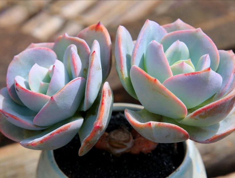 多肉植物白凤怎么养忌讳什么干货