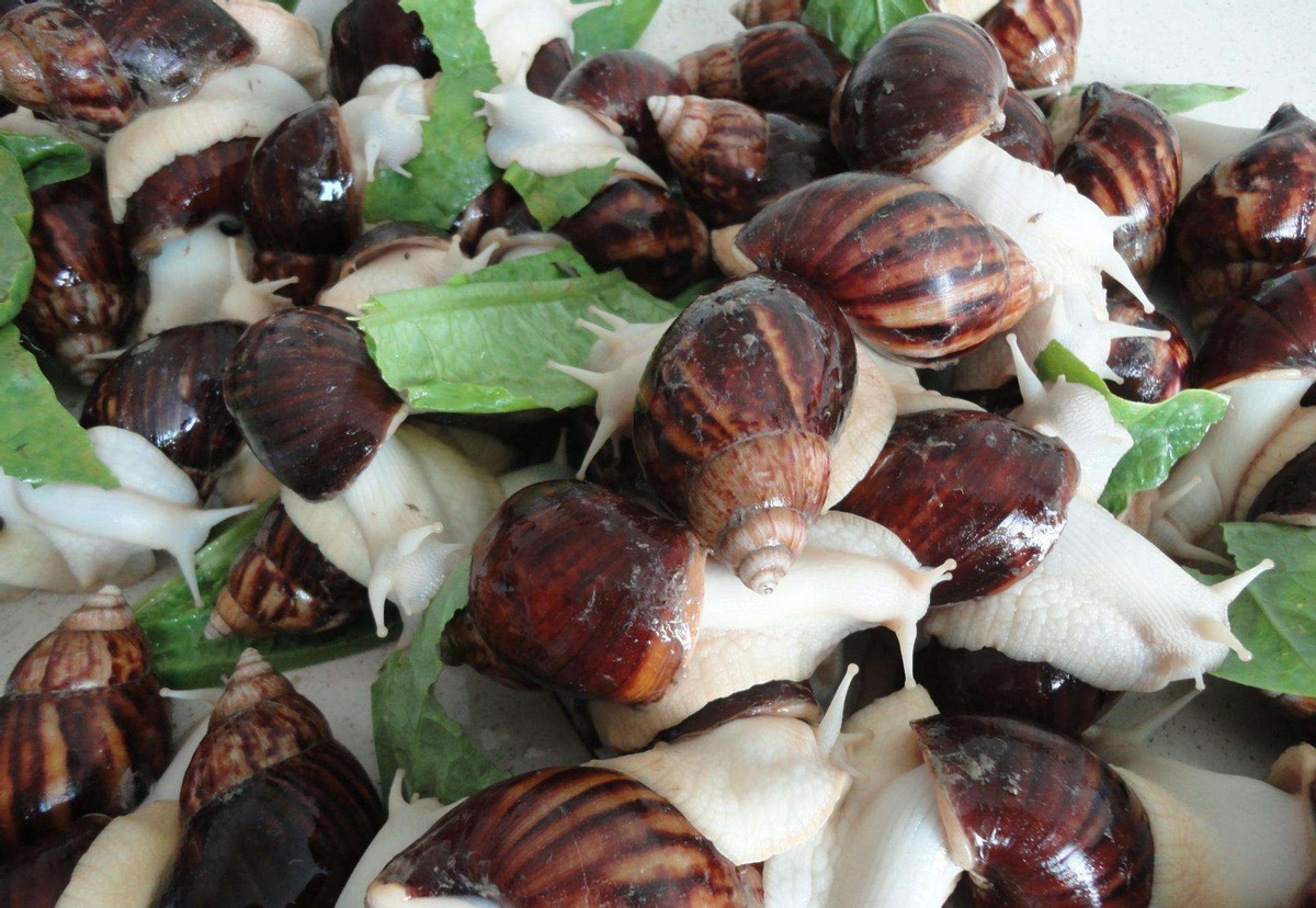 泛滥长达90年！看似美味的非洲大蜗牛，为何国内吃货却不敢吃？