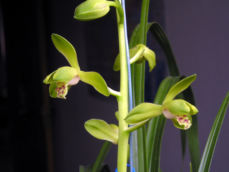 大一品兰花怎么养长得好「专业回答」 -骁龙网