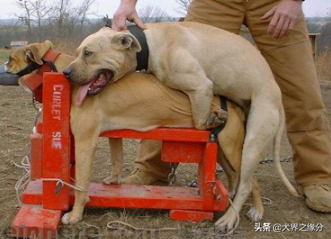 母狗被捆住四肢 嘴被封住 被迫与3只公狗交配 神情令人心酸 天天看点
