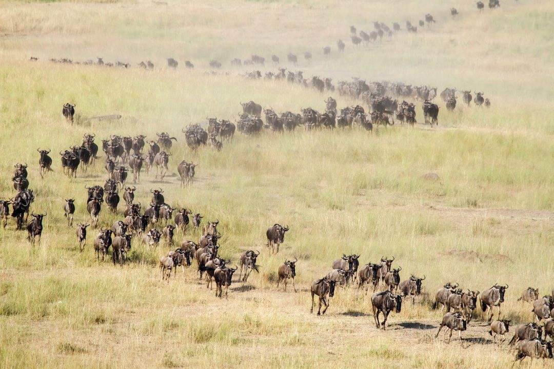 动物为什么要迁徙,原来和这个有关