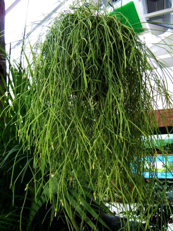 这花可真能长,放客厅几天窜爆盆,简直像个爆炸头