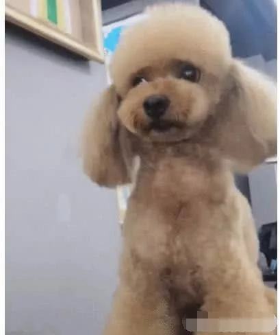 1500买了只泰迪,狗狗眉开眼笑,主人吓了一跳:这狗得退回去