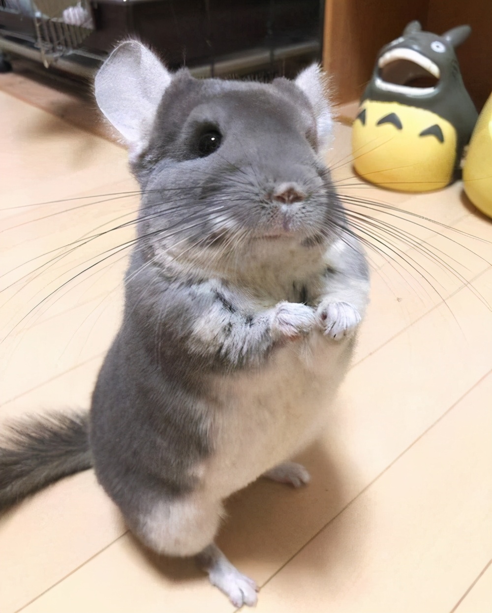 龙猫半地下室怎么养需要注意什么专业回答