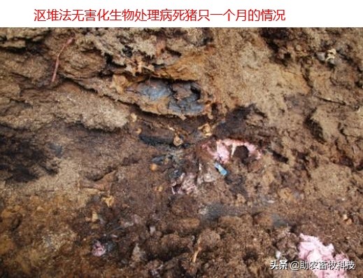 ç—…æ-»åŠ¨ç‰©é›†ä¸-å¤„ç†è‡-å‘3å¼‚å‘3å¤§ã€åŒ–å°¸æ± å¤aè‡-åˆ†è§￡æ…￠çš„å¿«é€Ÿè§￡å†3åŠžæ3•