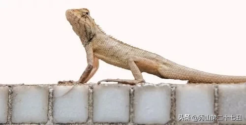 世界上最大最恐怖的蜥蜴，他们只有一个天敌