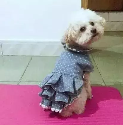 00后女友花400多给爱犬美容,男友花30元理发却嫌贵?