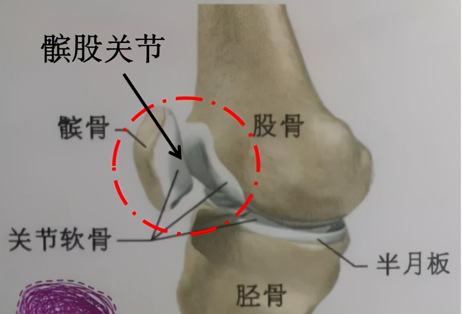 不同位置的膝盖疼，预示着不同的疾病！骨科医师的一张图，教你秒懂