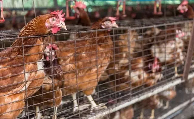 蛋鸡冬季不停产如何做到？